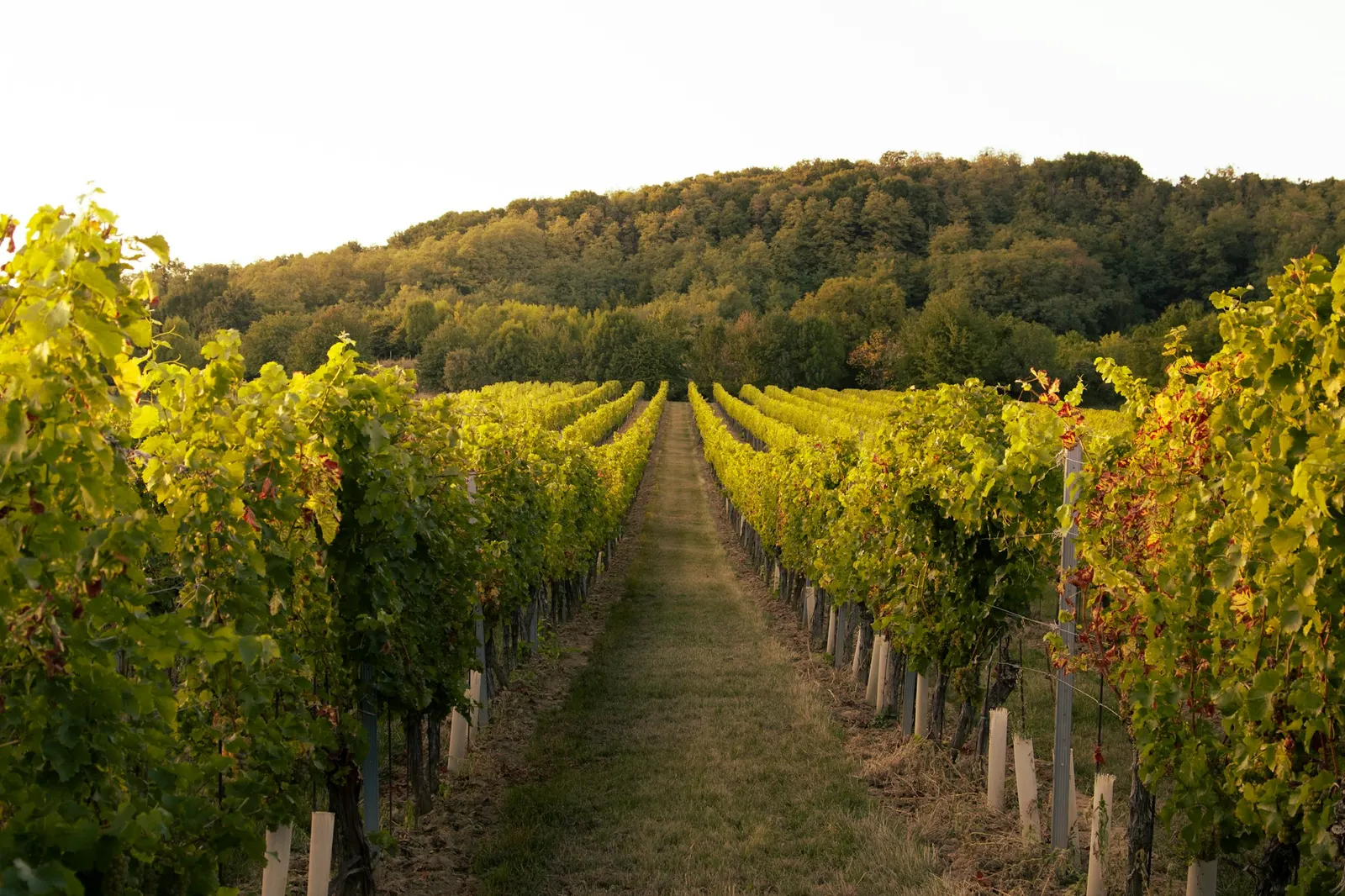 Swan Valley wine region, Western Australia